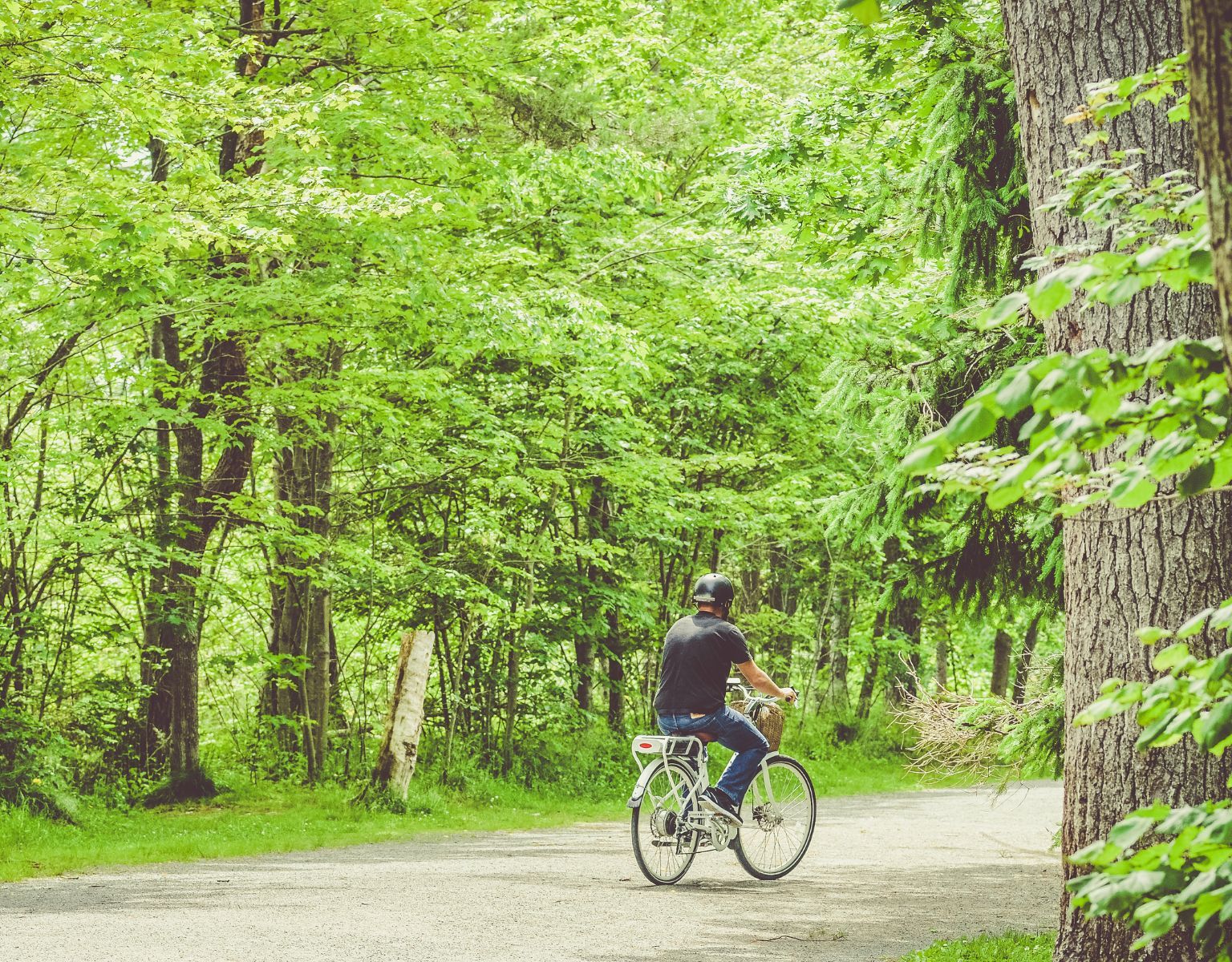 Person riding a bicycle on a forest path surrounded by green trees in summer.
