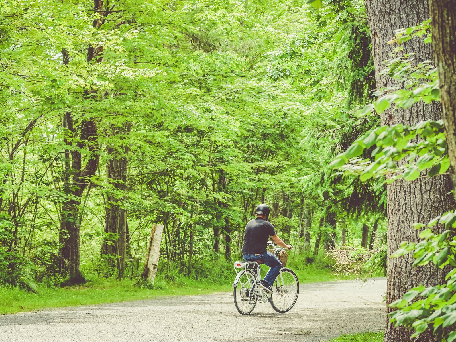 Person riding a bicycle on a forest path surrounded by green trees in summer.