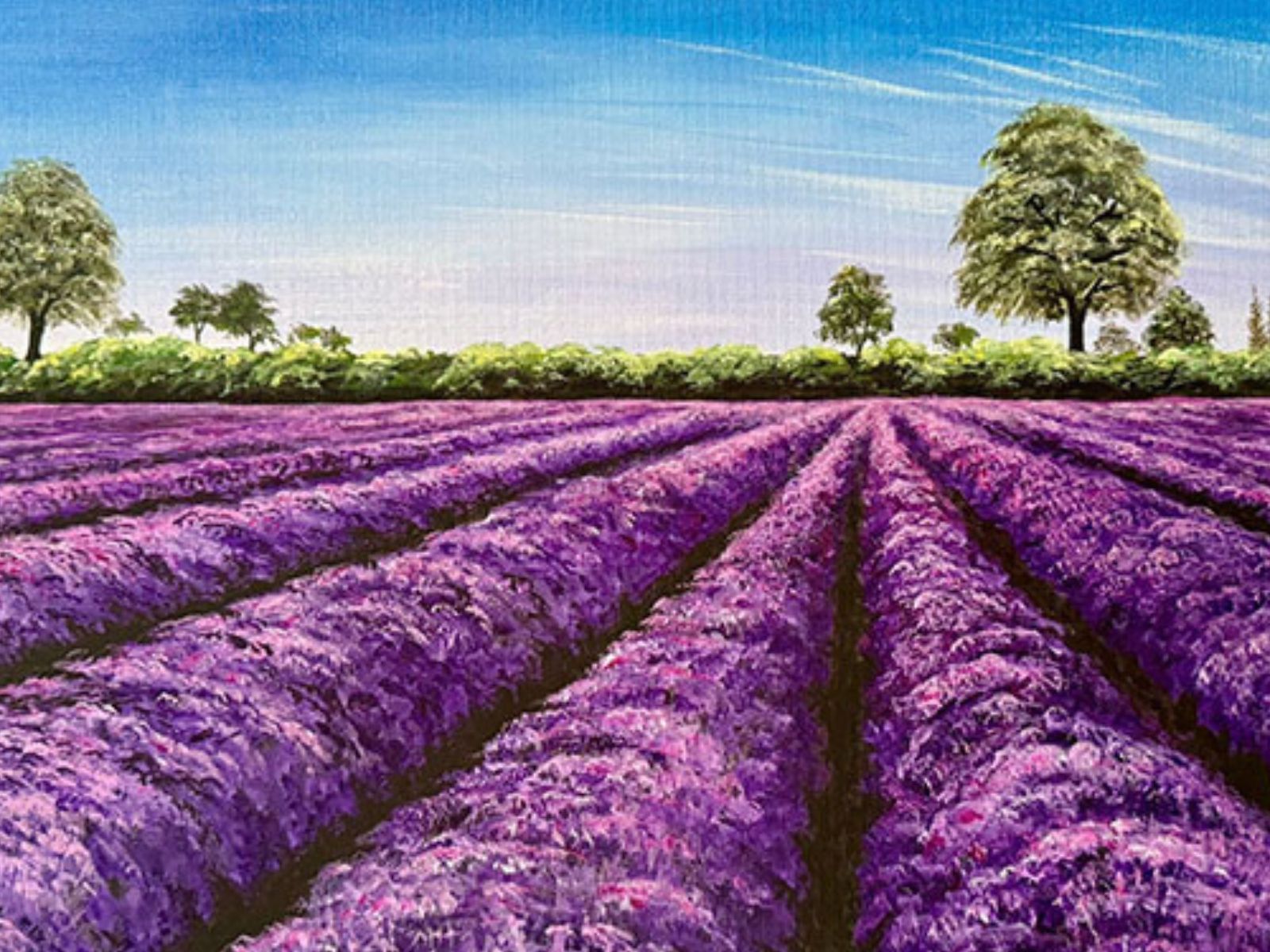 Lavender field under a bright blue sky with trees on the horizon