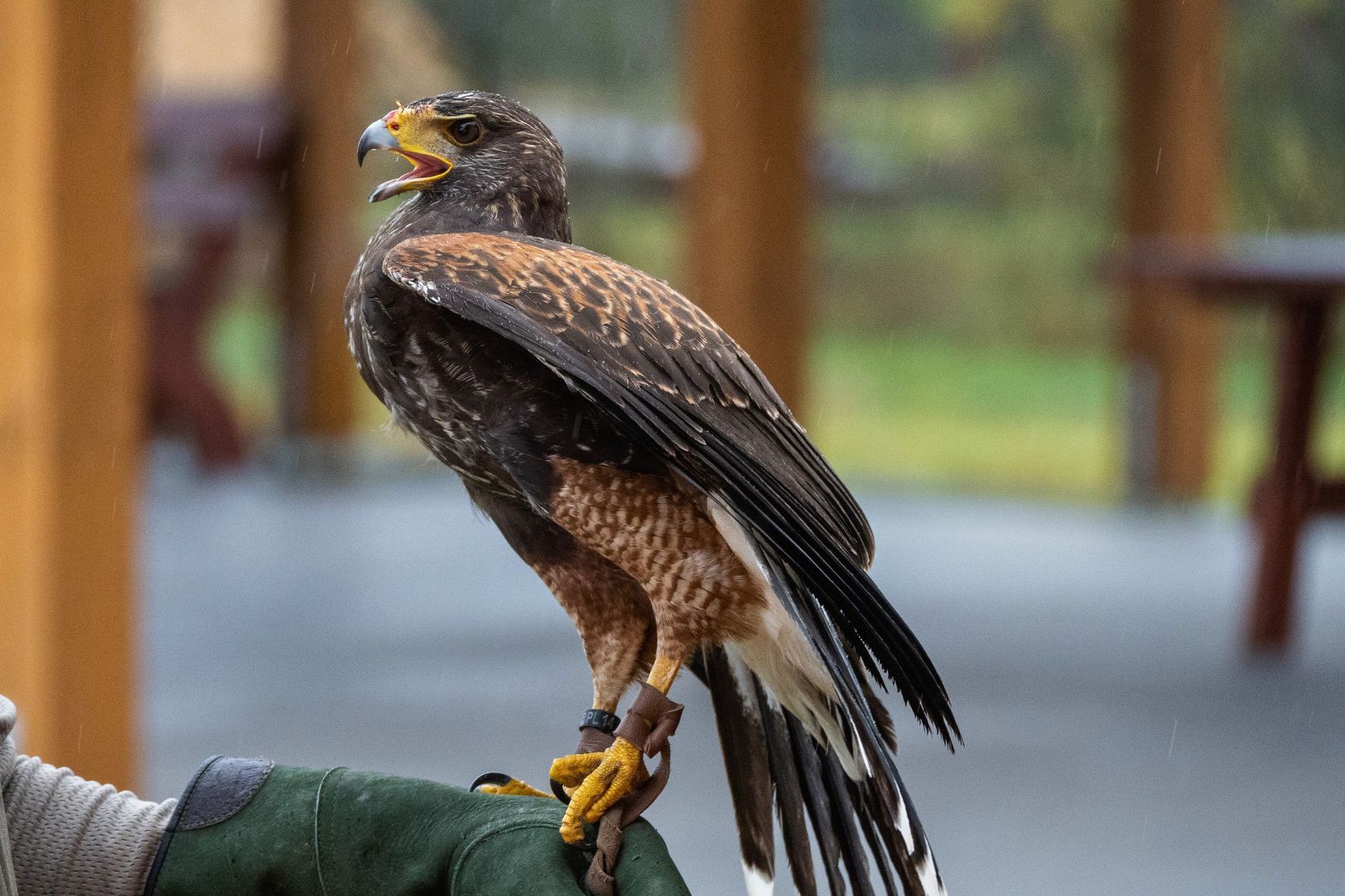 Hawk perched on a gloved hand, mouth open, with a blurred outdoor background.