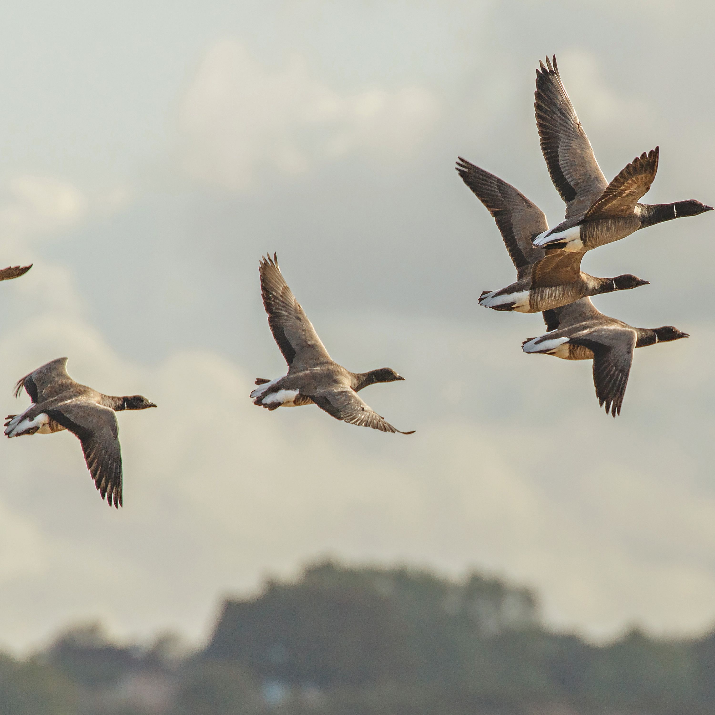 A group of pink-footed geese flying in the sky with blurred trees in the background.