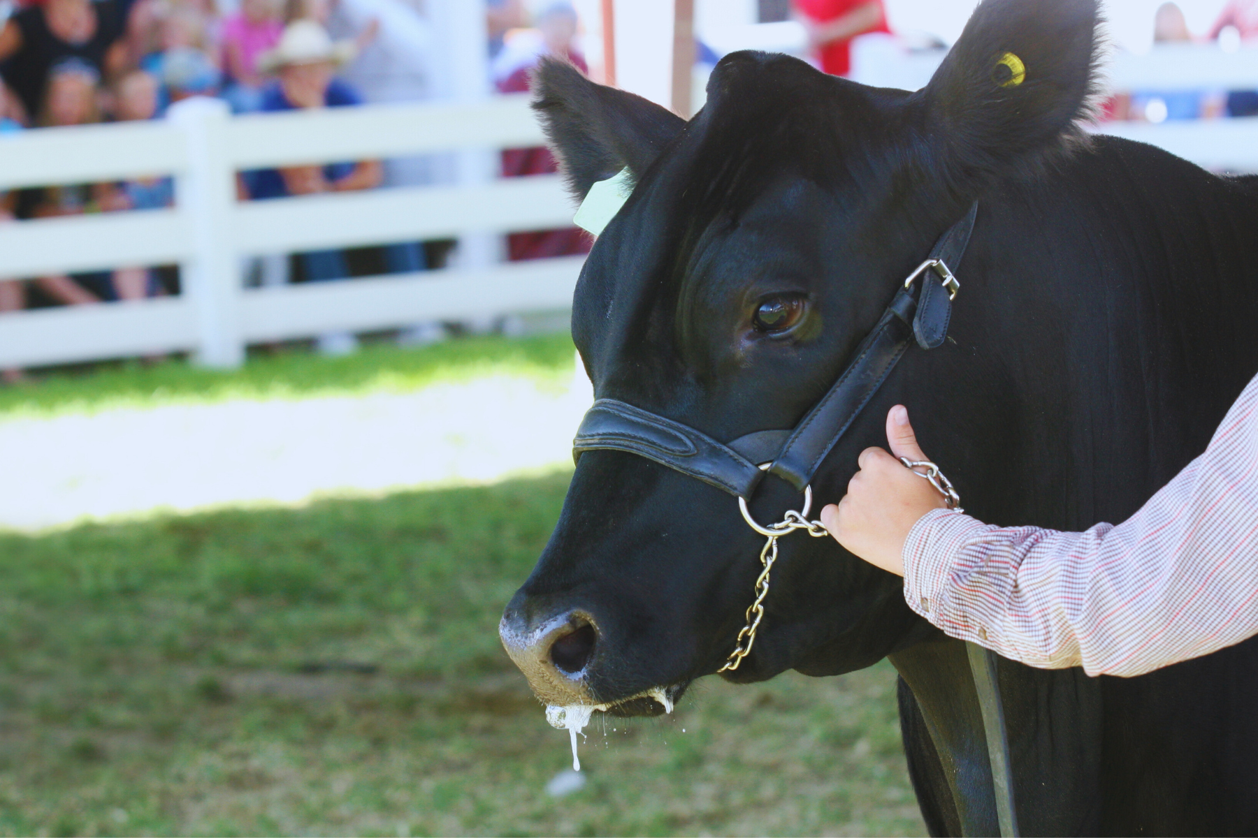 A black cow being led by a handler at a livestock competition with spectators in the background.