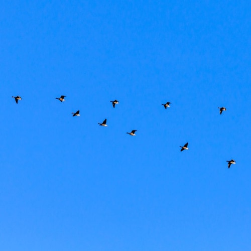 Pink footed geese flying in a v-formation in a bright blue sky