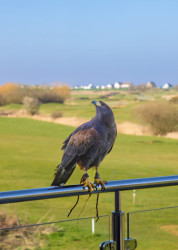 Bird of prey on The Pavilion balcony.