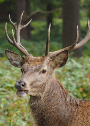 Red Deer Stag