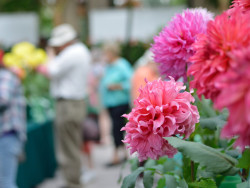 Flower Show