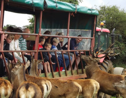 Deer Safari Snettisham Park
