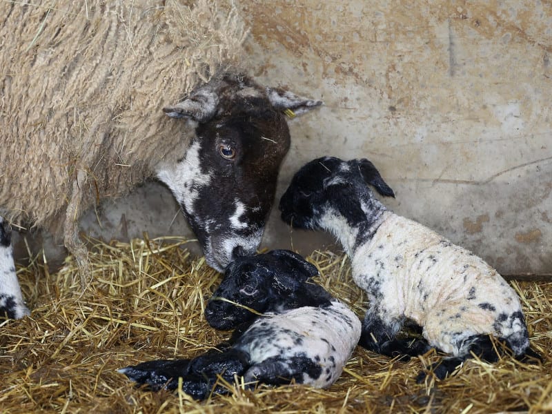 Lambing Snettisham Park