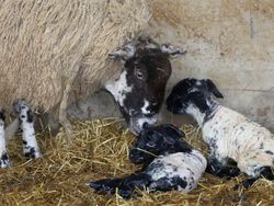 Lambing Snettisham Park