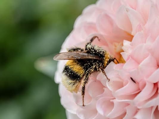 Pollen covered bee on flower