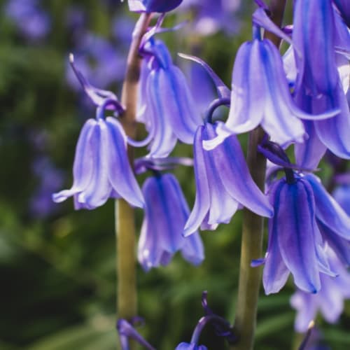 Bluebells