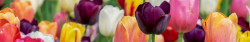 Floral Header