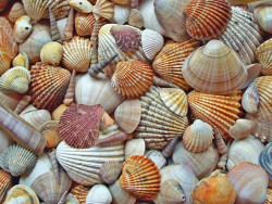 Sea Shells