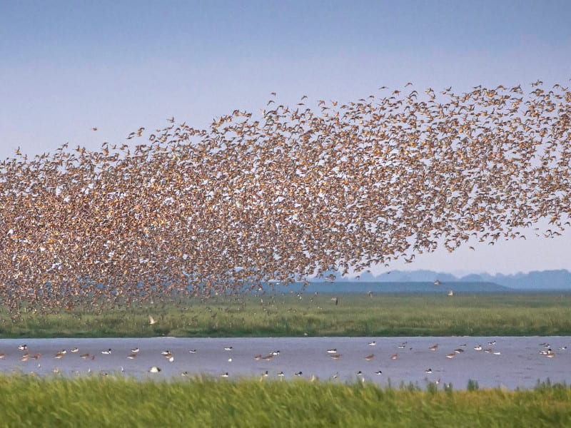 RSPB Snettisham Morning Spectacular