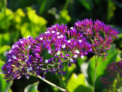 Sea Lavender