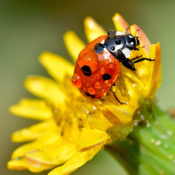 lady bird