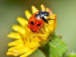lady bird