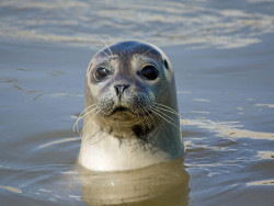 Grey Seal
