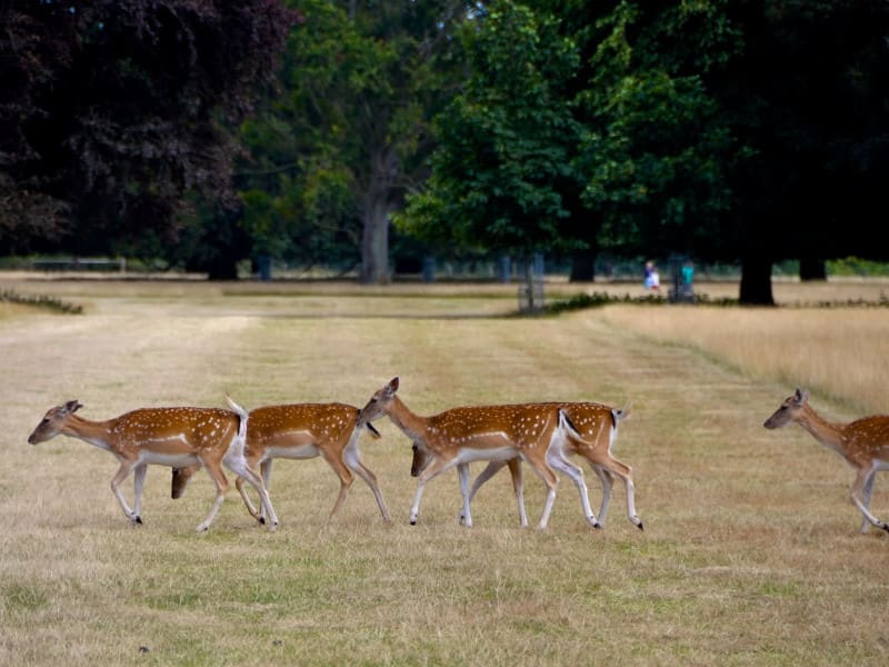 Spotted Dear Holkham Hall