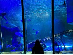 Sea Life Hunstanton (1)