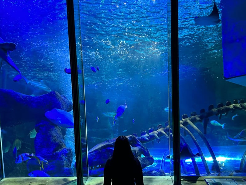 Sea Life Hunstanton (1)