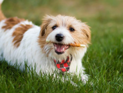 Dog Treats