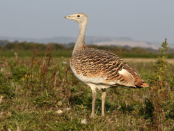 Great Bustard