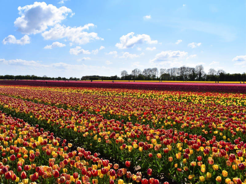 Norfolk Tulips