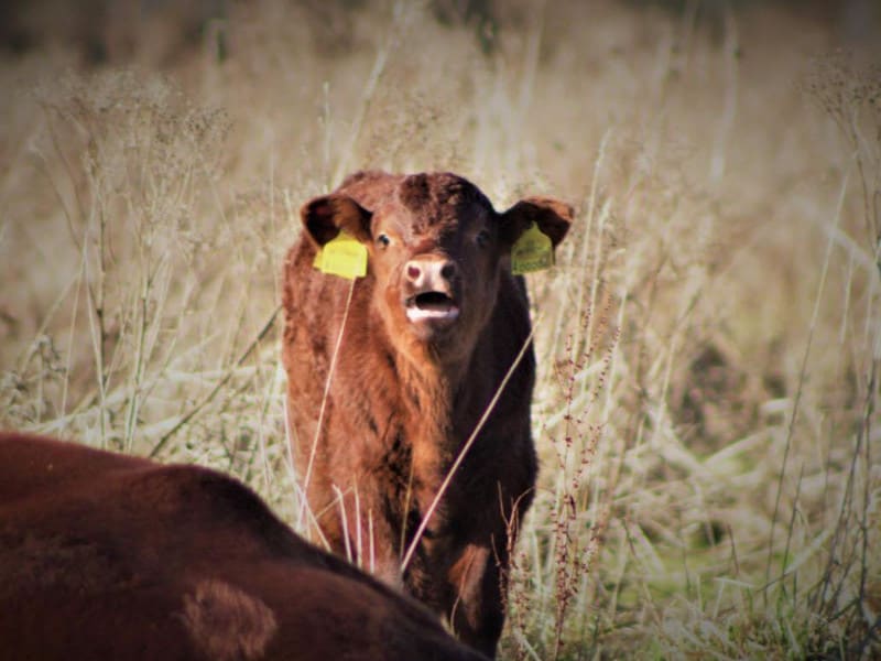 Red Poll Cattle at Wild Ken Hill