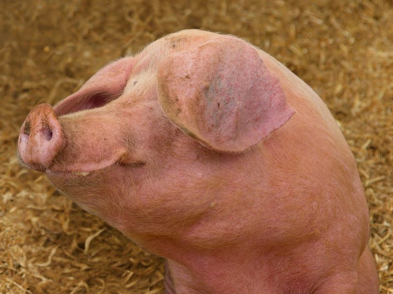 Prize pig against straw backgroun