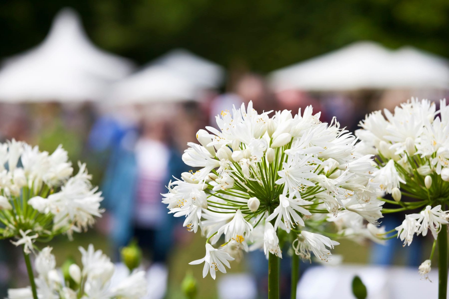 White flowers in a flower show