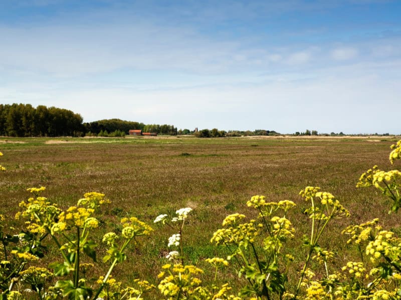Holme-next-the-Sea Church with Yellow Flowers in Foreground