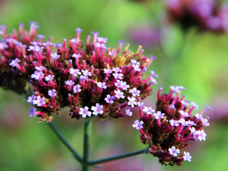Purple and pink small flowers