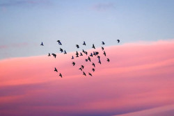 birds-flying-at-sunset