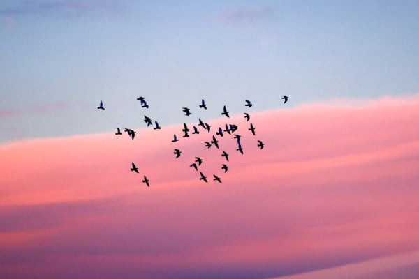 birds-flying-at-sunset