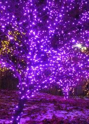 christmas-lights-on-trees
