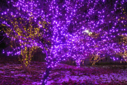 christmas-lights-on-trees