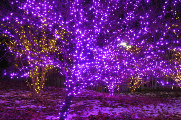 christmas-lights-on-trees