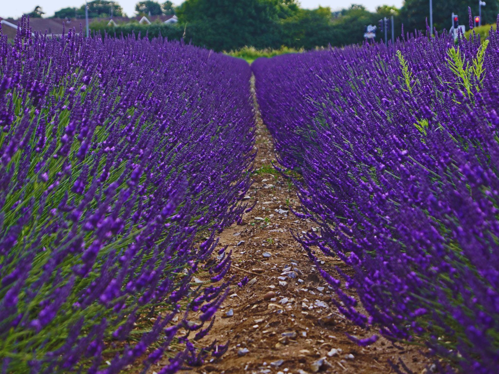 Norfolk Lavender Fields