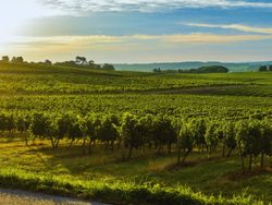 Bordeaux Vineyard