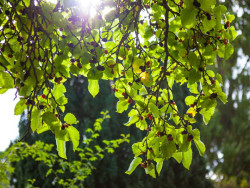 tree