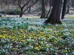 Winter Walks in Norfolk Walsingham Abbey Snowdrops Visit North Norfolk