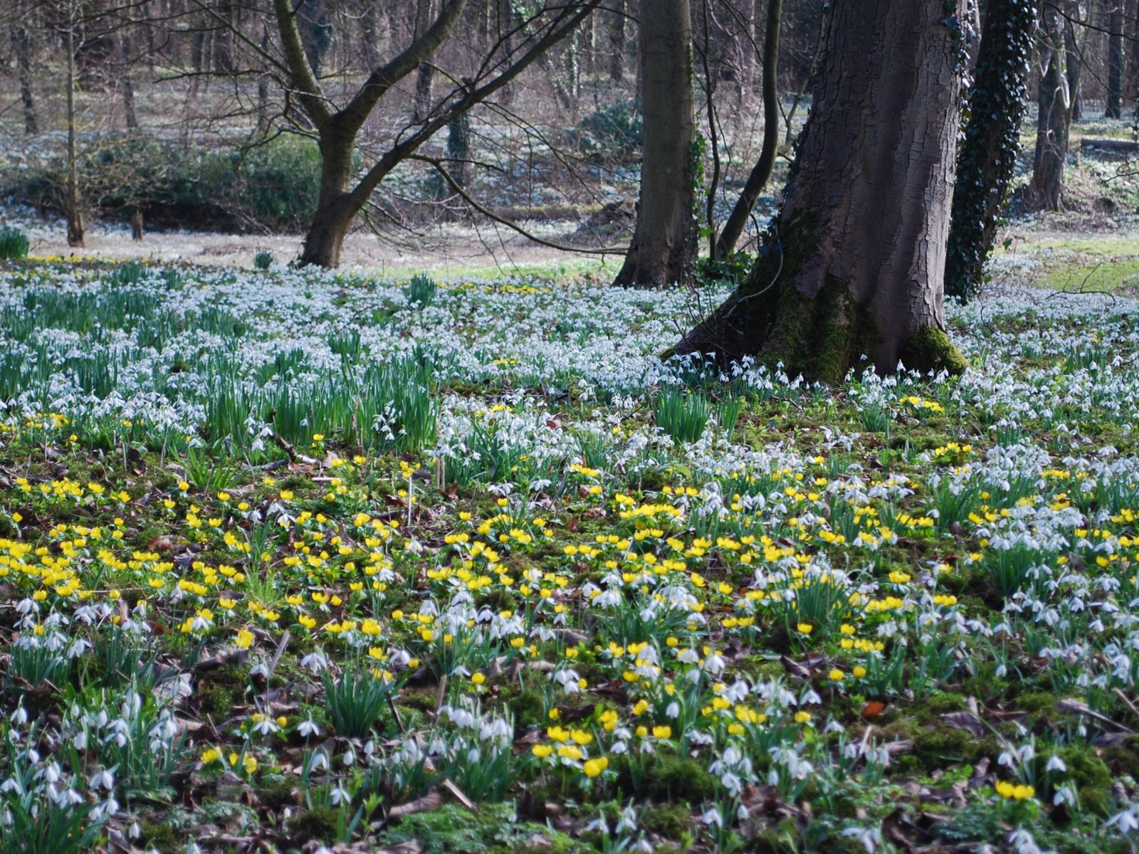 Winter Walks in Norfolk Walsingham Abbey Snowdrops Visit North Norfolk
