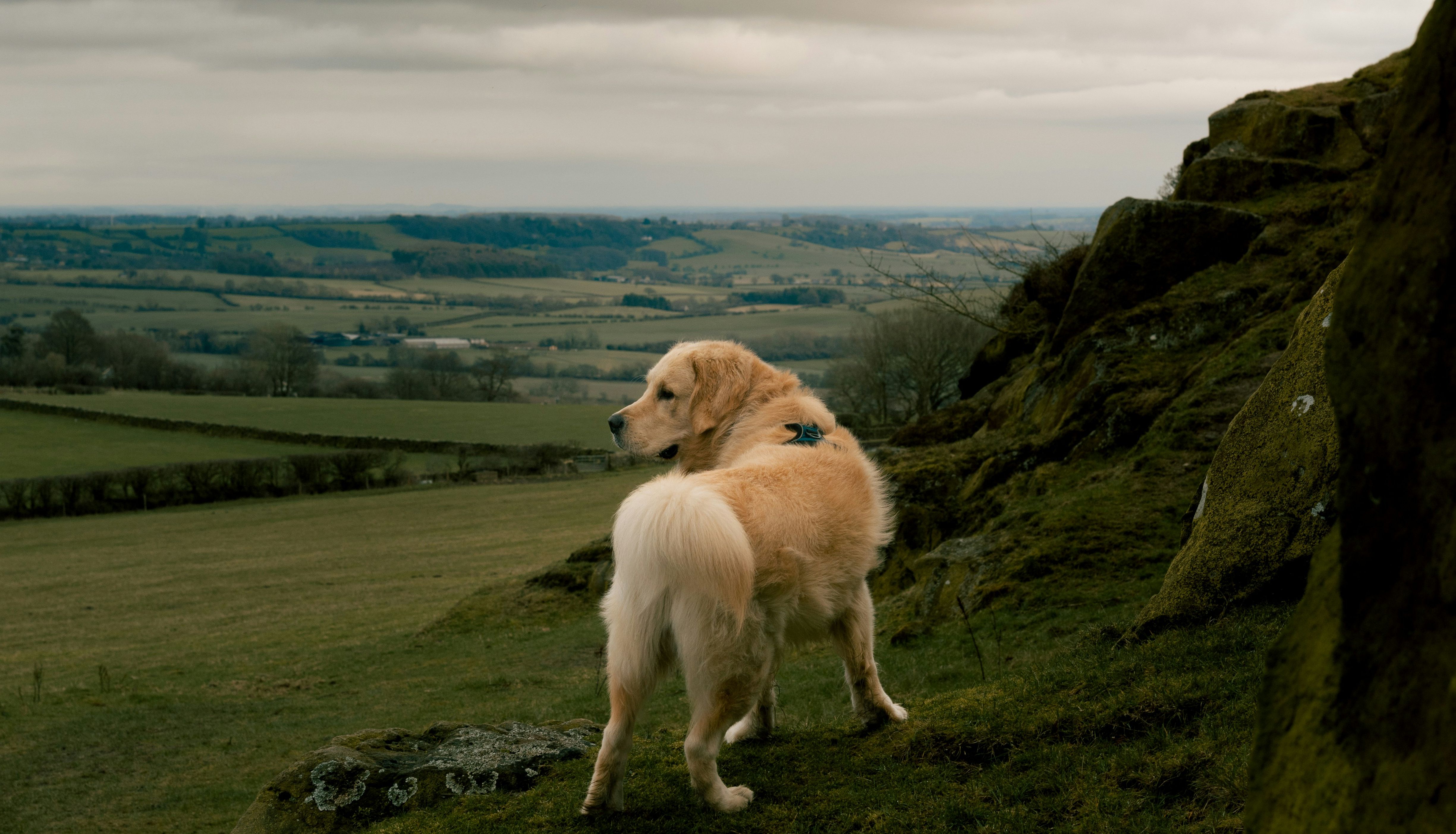 Golden retriever standing on a grassy hill overlooking a vast countryside landscape.