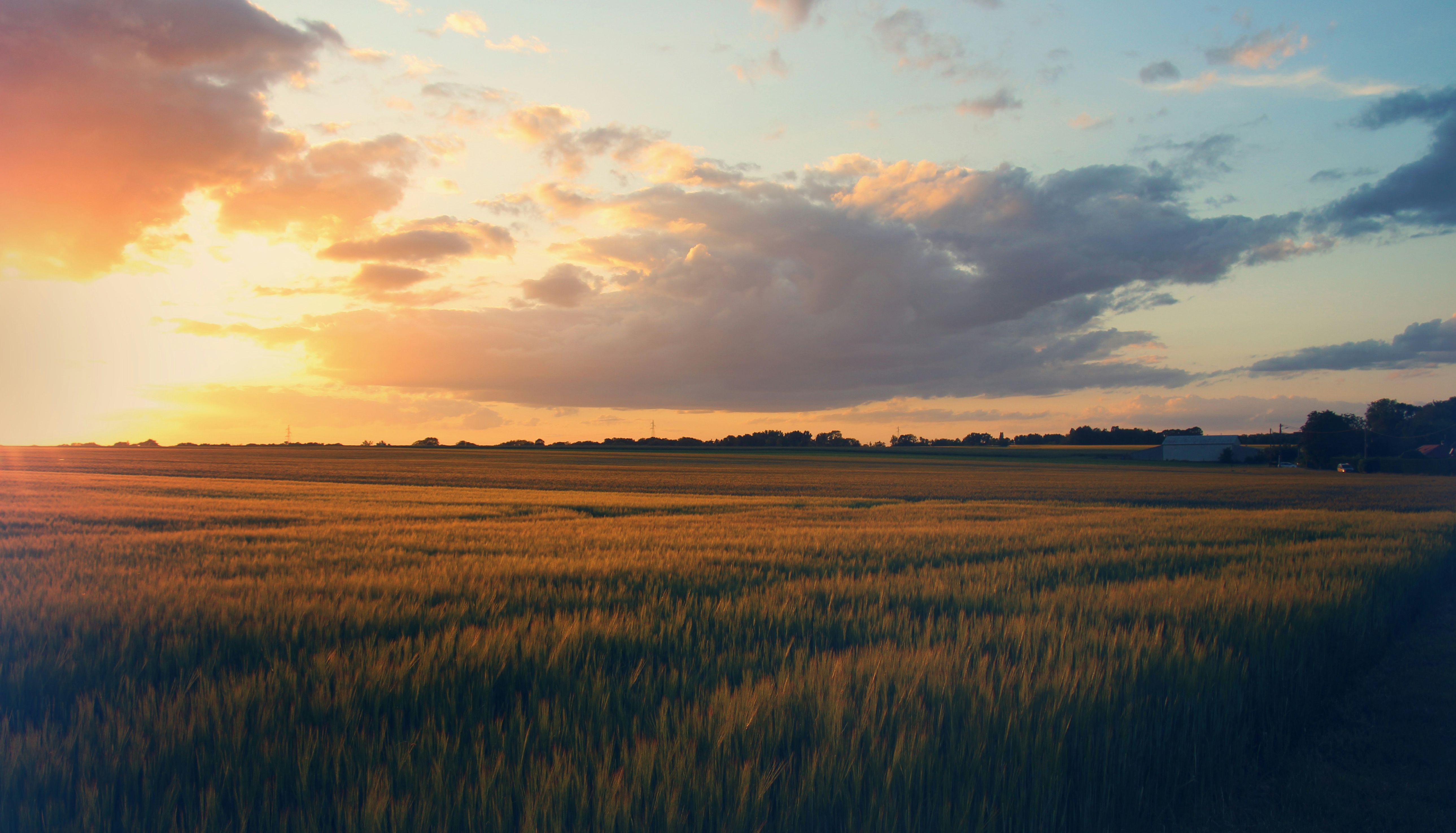 Golden field under a dramatic sunset sky with clouds