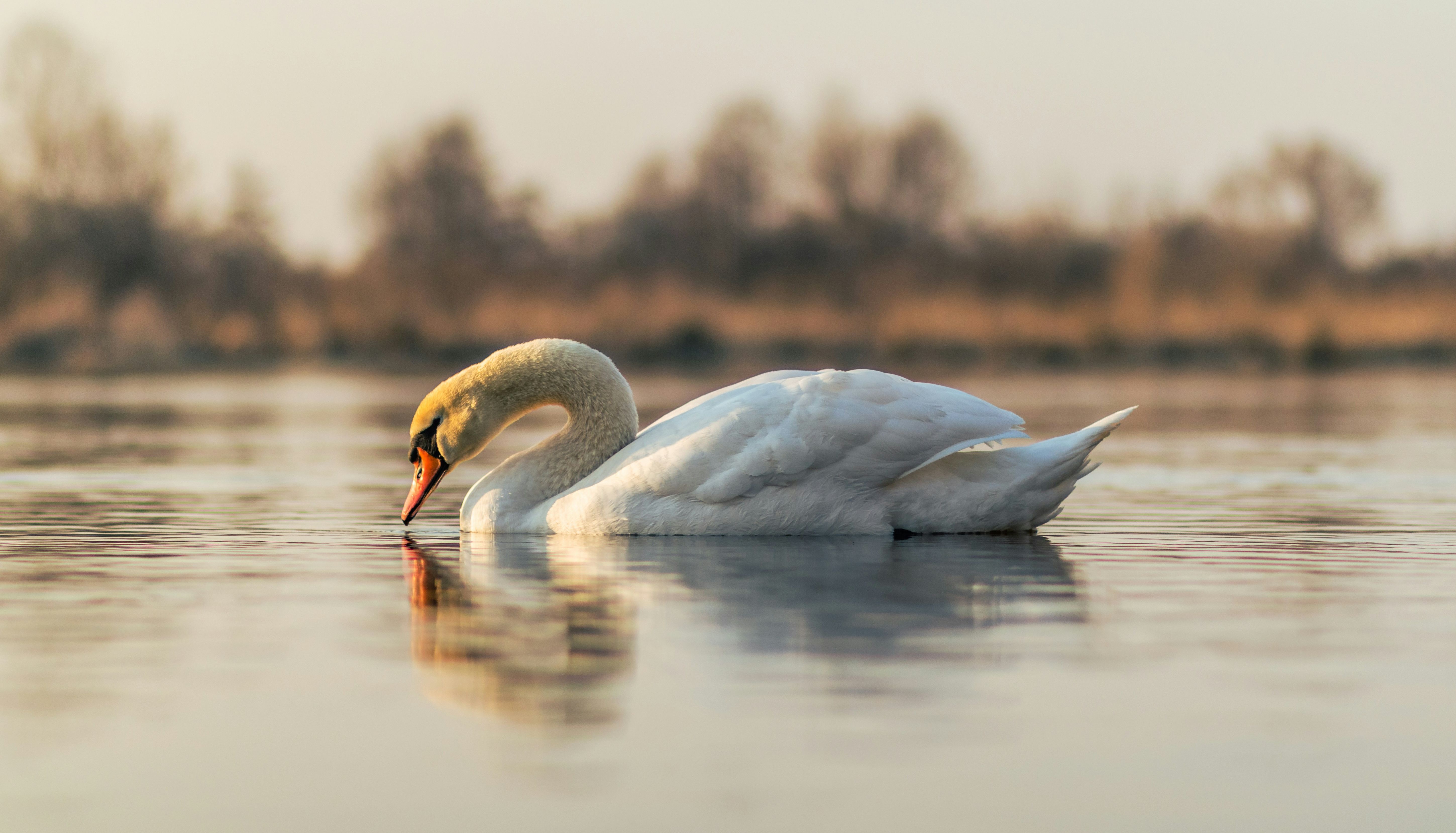 A white swan gracefully floating on calm water with its head lowered.