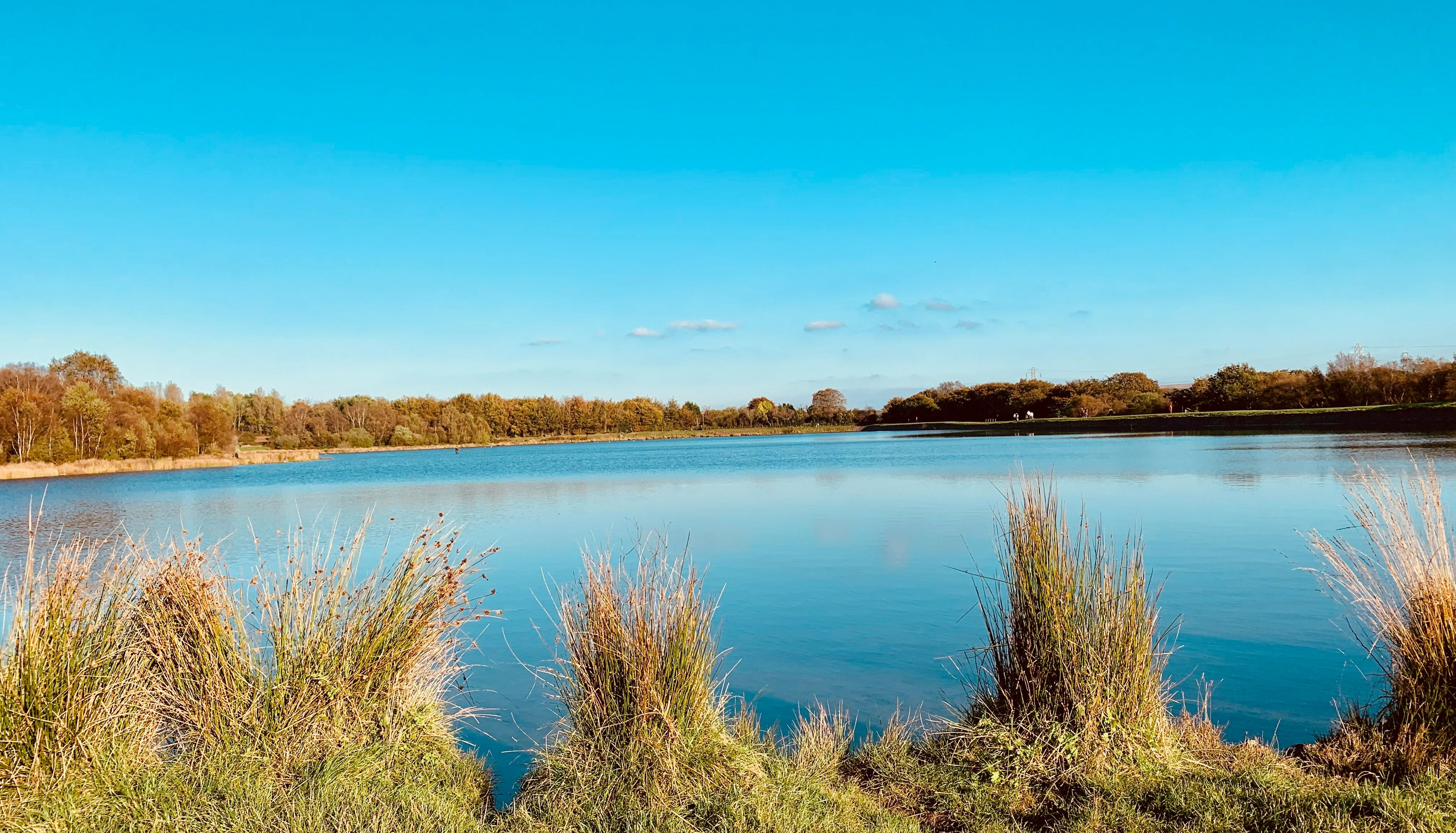 A peaceful lake surrounded by grassy banks and trees under a clear blue sky.