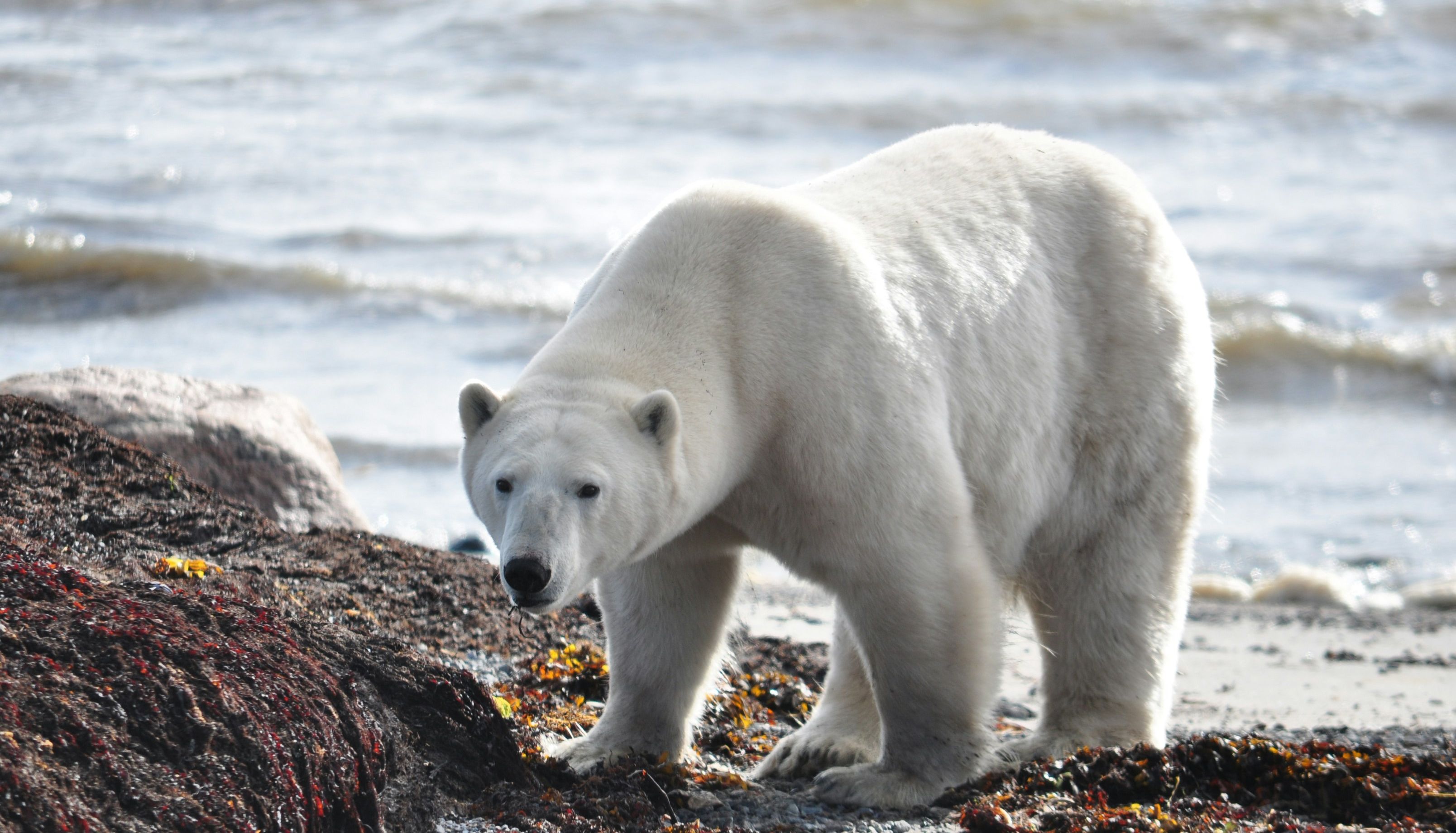 Polar bear standing on a rocky shoreline near water