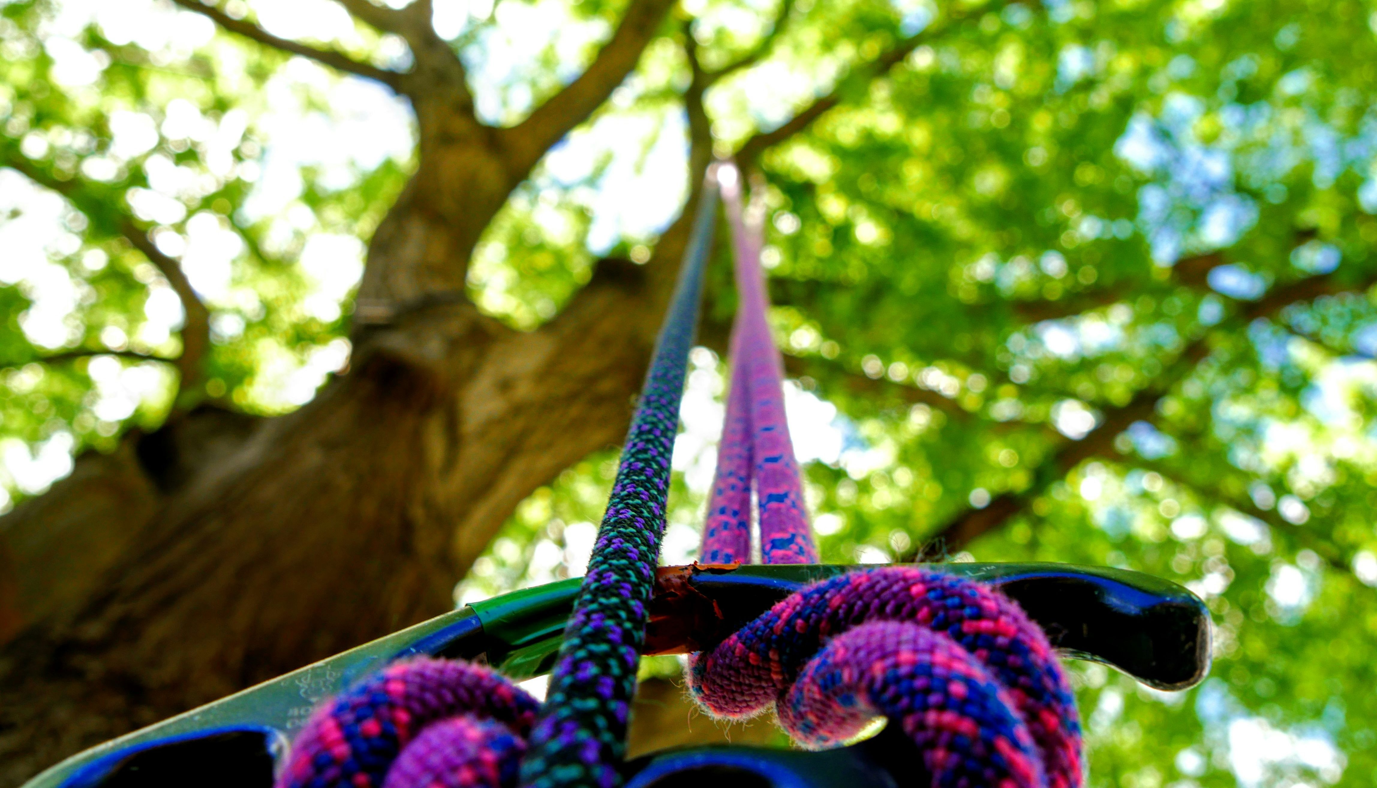 Close-up view of colorful climbing ropes and a carabiner attached to a large tree with green leaves in the background