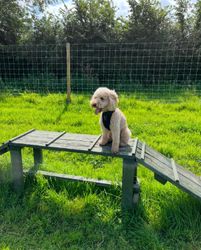 Dog in the outdoor dog park